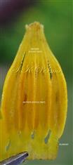  Stamens (stamens cone opened)